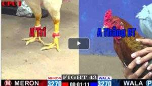 Trận 43 CPC1 01/03/2025 - Trận Đấu Đầy Mai Mắn Của Thắng Bến Tre