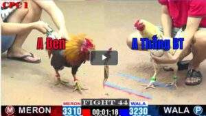 Trận 44 CPC1 01/03/2025 - Thắng Bến Tre Xuất Sắc Đánh Bại Tính Gà King