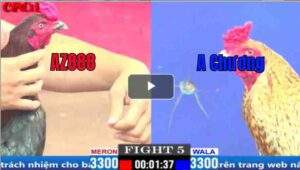 Trận 5 CPC1 27/03/2025 - AZ888 Ra Quân Hạ Đẹp Đối Thủ Cứng Cựa