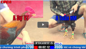 Trận 5 CPC1 29/02/2025 - Que Cọp Đá 3 Chân Bướm Ngã Tuyệt Đối