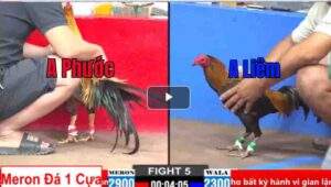 Trận 5 CPC2 19/03/2025 - Chênh Lệch Qúa Lớn Và Cái Kết Cho Kẻ Chấp Ngông