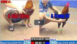 Trận 5 CPC2 30/03/2025 - Bảo Sting Thất Thủ Trong Trận Xổ 500