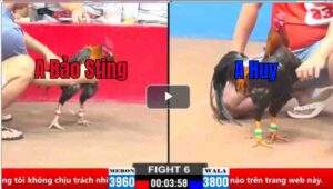 Trận 6 CPC2 21/03/2025 - Bảo Sting Bị Dí Bạc Và Cái Kết Cho Kẻ Ngông Cuồng