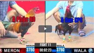 Trận 7 CPC3 08/03/2025 - Chú Phúc Bình Dương Ra Quân Thắng Nhẹ Nhàng