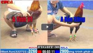 Trận 9 CPC2 30/03/2025 - Bảo Sting Hạ Đẹp Đối Thủ Bằng Mẻ Hiệu Bướm Uá Trạng Nhỏ