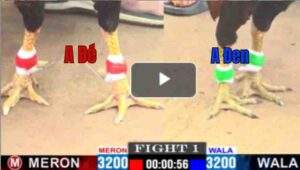 Trận 1 CPC1 12/04/2025 - Trận Đấu Hấp Dẫn Của A Bé BT Và A Tính Gà King