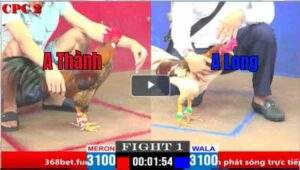 Trận 1 CPC2 02/04/2025 - Anh Long Thomo Ra Quân Gặp Ngay Cọp Và Cái Kết