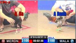 Trận 1 CPC2 09/04/2025 - Gầ Điều A Ba Biến Thành Con Báo Khi Gặp Gà Xám A Danh