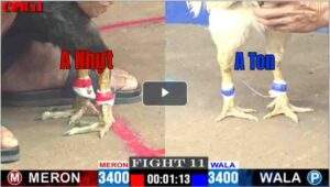 Trận 11 CPC1 15/04/2025 - Điều Cọp A Ton Hạ Bướm A Nhựt Nhanh Lẹ Bất Ngờ