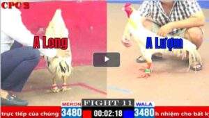 Trận 11 CPC2 02/04/2025 - Long Thomo Xuất Sắc Hạ Anh Lượm Hôm Nay