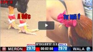 Trận 11 CPC2 16/04/2025