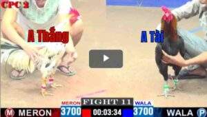 Trận 11 CPC2 30/04/2025