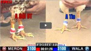 Trận 12 CPC1 15/04/2025 - A Hải Bến Tre Hạ A Tin ĐH Nhanh Gọn Tại CPC1 Hôm Nay