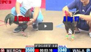 Trận 12 CPC2 06/04/2025 - Trận Đấu Của 2 Con Cọp Và Cái Kết Mãn Nhãn