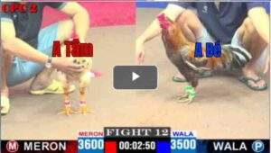 Trận 12 CPC2 11/04/2025 - A Bảo Sting Đưa Cú Cọp Ra Hạ Đối Thủ Đẹp Mắt