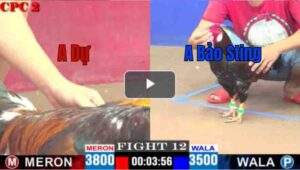 Trận 12 CPC2 27/04/2025