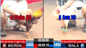 Trận 12 CPC3 01/04/2025 - Chú Phúc Bình Dương Đấu Anh Sen Vĩnh Châu Tại CPC3 Hôm Nay