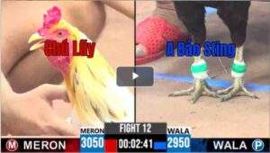 Trận 12 CPC3 22/04/2025