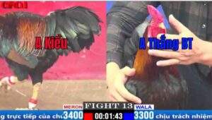 Trận 13 CPC1 05/04/2025 - Thắng Bến Tre Đụng Phải Cọp Và Cái Kết Hôm Nay