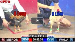 Trận 13 CPC2 13/04/2025 - A Long Đụng Độ Chú Liêm Và Cái Kết Mãn Nhãn