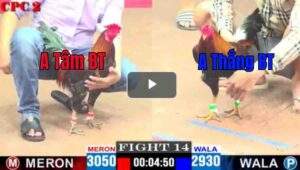 Trận 14 CPC2 06/04/2025 - Cuộc Đối Đầu Hấp Dẫn Của 2 Cánh Gà Bến Tre