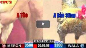 Trận 14 CPC2 18/04/2025