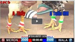 Trận 15 CPC2 09/04/2025 - Bướm Hiệu Ông Thầy Gặp Ngay Bông Cọp Và Cái Kết