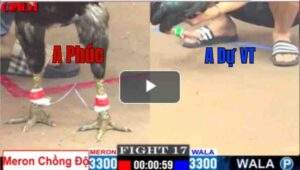 Trận 17 CPC1 12/04/2025 - Gà Cọp Ô Chân Trắng A Dự Vũng Tàu Hạ Đẹp Con Cọp A Phúc