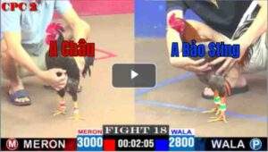 Trận 18 CPC2 11/04/2025 - Xám Hiệu Bảo Sting Chấp Đối Thủ 2 Chấm Vẫn Nhẹ Nhàng Hạ Đối Thủ