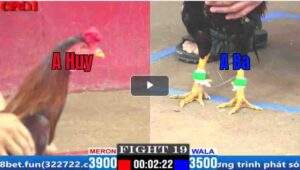 Trận 19 CPC1 05/04/2025 - Anh Huy Chơi Chấp 4 Chấm Và Cái Kết Trong Trận Gà Lớn Hôm Nay