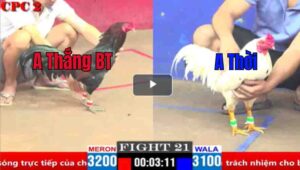 Trận 21 CPC2 04/04/2025 - Thắng Bến Tre Tiếp Tục Ôm Hận Khi Cọp Bị Đá Phản Hôm Nay