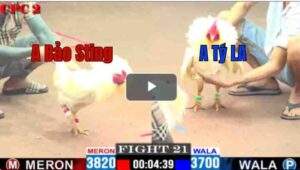 Trận 21 CPC2 27/04/2025