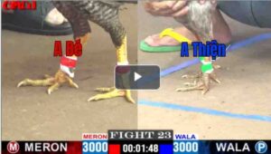 Trận 23 CPC1 19/04/2025