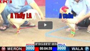 Trận 23 CPC2 30/04/2025