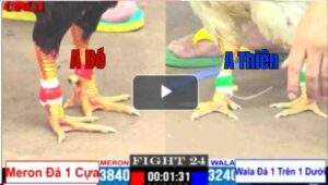 Trận 24 CPC1 12/04/2025 - Anh Bé Bến Tre Gặp Khó Trong Kèo Chấp Sâu Hôm Nay