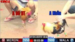 Trận 24 CPC1 24/04/2025