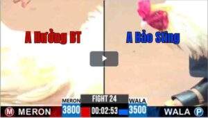 Trận 24 CPC3 22/04/2025