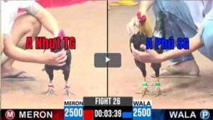 Trận 26 CPC3 07/04/2025 - A Nhựt Tiền Giang Mang Gà Bảo Sting Ra Quân Tại CPC3