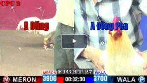 Trận 27 CPC2 25/04/2025