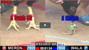 Trận 28 CPC1 07/04/2025 - A Oanh SG Đấu A Khánh Cái Kết Cho Việc Xem Thường Đối Thủ