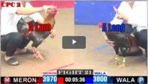 Trận 28 CPC2 13/04/2025 - A Long Bất Ngờ Thất Bại Trong Trận Gà Tưởng Là Thắng Chắc