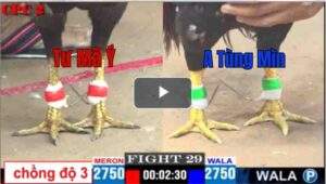 Trận 29 CPC2 16/04/2025