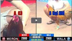 Trận 29 CPC3 09/04/2025 - Trận Chung Kết Hấp Dẫn Bất Phân Thắng Bại Hôm Nay Tại CPC3