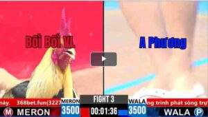 Trận 3 CPC3 05/04/2025 - Bối Bối Ra Quân Hạ Đẹp Đối Thủ Nhẹ Nhàng Tại CPC3