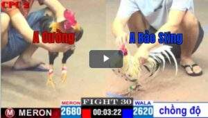 Trận 30 CPC2 18/04/2025