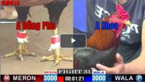 Trận 31 CPC1 24/04/2025