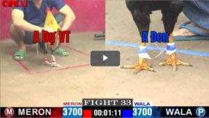 Trận 33 CPC1 29/04/2025