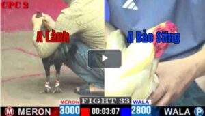 Trận 33 CPC2 18/04/2025