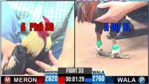 Trận 33 CPC3 09/04/2025 - Chuối Cọp A Phú SG Đấu Với Điều Xanh Mẻ Hiệu Của A Dự BL