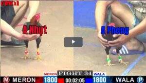 Trận 34 CPC1 07/04/2025 - A Nhựt Mnag Cọp Ra Sân Hạ A Phong Nhẹ Nhàng